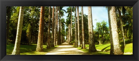 Framed Trees both sides of a garden path, Jardim Botanico, Zona Sul, Rio de Janeiro, Brazil Print