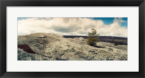 Framed Tree growing in a boulder, Gertrude&#39;s Nose, Minnewaska State Park, Catskill Mountains, New York State, USA Print