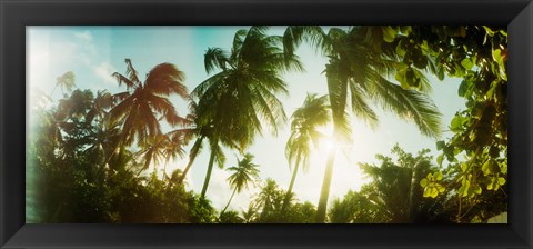 Framed Sunlight shining through the palm trees, Morro De Sao Paulo, Tinhare, Cairu, Bahia, Brazil Print