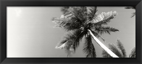 Framed Low angle view of palm trees, Morro De Sao Paulo, Tinhare, Cairu, Bahia, Brazil Print