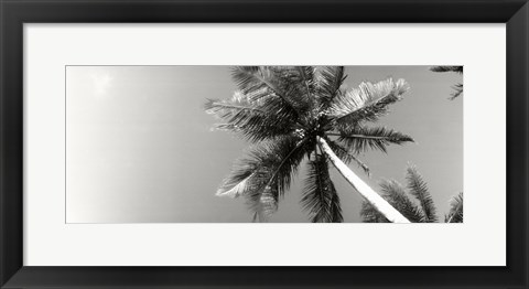 Framed Low angle view of palm trees, Morro De Sao Paulo, Tinhare, Cairu, Bahia, Brazil Print