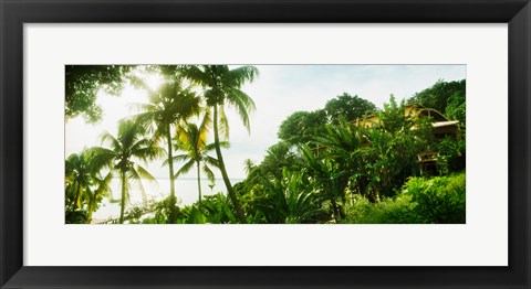 Framed Palm trees covering a small bungalow in Morro De Sao Paulo, Tinhare, Cairu, Bahia, Brazil Print