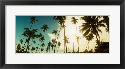 Framed Palm trees along the beach in Morro De Sao Paulo, Tinhare, Cairu, Bahia, Brazil Print