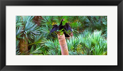 Framed Anhinga (Anhinga anhinga) on a tree, Boynton Beach, Florida Print