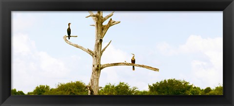 Framed Low angle view of Cormorants (Phalacrocorax carbo) on a tree, Boynton Beach, Florida, USA Print