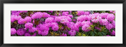 Framed Hydrangeas flowers, Union Township, Union County, New Jersey, USA Print