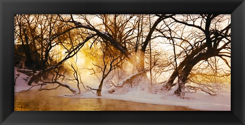 Framed Trees in a forest, Saint-Jean-sur-Richelieu, Quebec, Canada Print