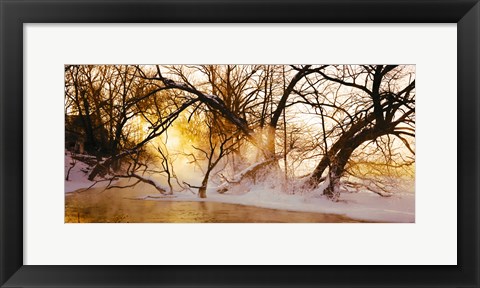 Framed Trees in a forest, Saint-Jean-sur-Richelieu, Quebec, Canada Print