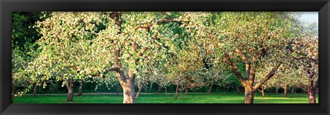 Framed Apple orchard, Quebec, Canada Print