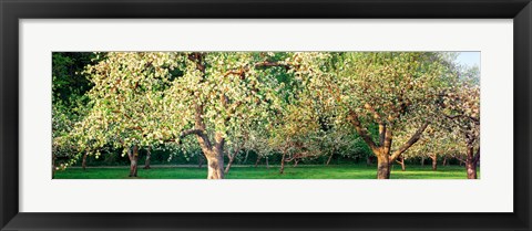 Framed Apple orchard, Quebec, Canada Print