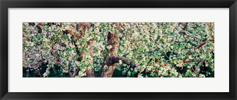 Framed Apple blossom flowers, Quebec, Canada Print