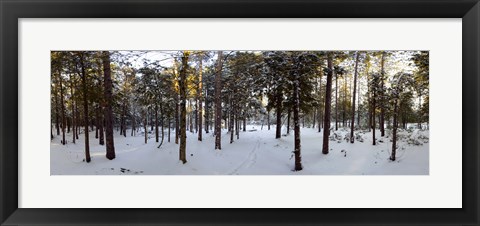 Framed Forest in winter, Quebec, Canada Print