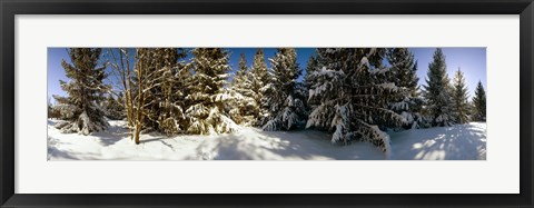 Framed Snow covered pine trees, Quebec, Canada Print