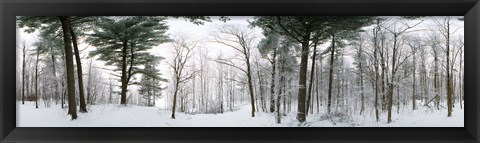 Framed Forest in winter, Quebec, Canada (black and white) Print