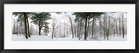 Framed Forest in winter, Quebec, Canada (black and white) Print