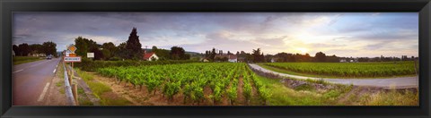 Framed Vineyard, Mercurey, France Print