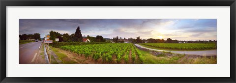 Framed Vineyard, Mercurey, France Print