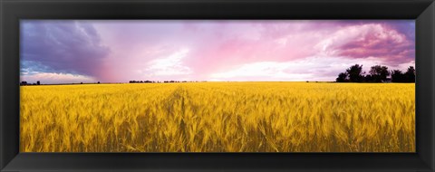 Framed Wheat crop in a field, Saint-Blaise-sur-Richelieu, Quebec, Canada Print