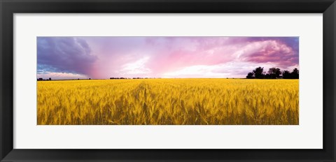 Framed Wheat crop in a field, Saint-Blaise-sur-Richelieu, Quebec, Canada Print