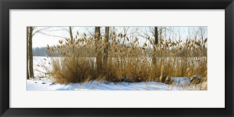 Framed Plants in a snow covered field, Saint-Blaise-sur-Richelieu, Quebec, Canada Print