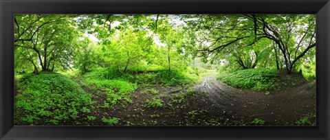 Framed Green forest, Saint-Blaise-sur-Richelieu, Quebec, Canada Print