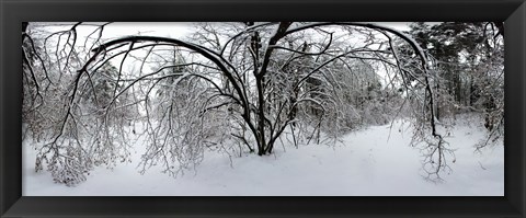 Framed Forest in winter, Saint-Jean-sur-Richelieu, Quebec, Canada Print