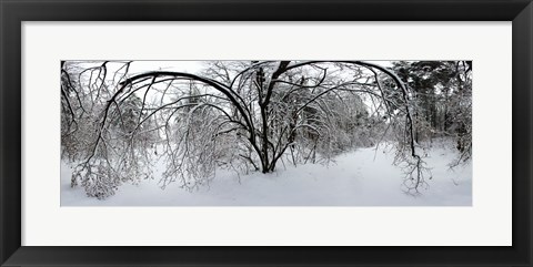 Framed Forest in winter, Saint-Jean-sur-Richelieu, Quebec, Canada Print