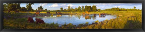 Framed Cows at a waterhole, Quebec, Canada Print