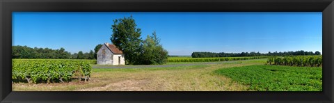 Framed Sauvignon Blanc vineyard, Pouille, Loire-Et-Cher, Loire Valley, France Print