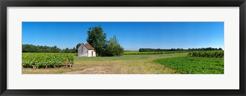 Framed Sauvignon Blanc vineyard, Pouille, Loire-Et-Cher, Loire Valley, France Print