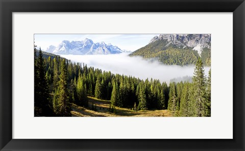 Framed Morning mist over trees in a forest, Lake Misurina, Dolomites, Belluno, Veneto, Italy Print