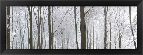 Framed Snow covered trees in a forest, Wotton, Gloucester, Gloucestershire, England Print