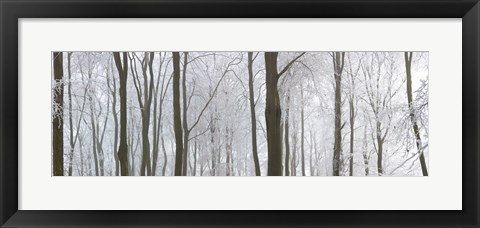 Framed Snow covered trees in a forest, Wotton, Gloucester, Gloucestershire, England Print