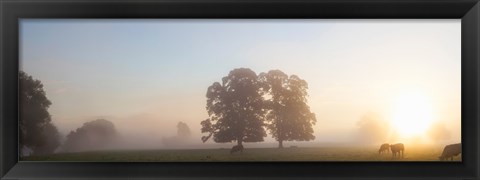 Framed Cattle grazing in field at misty sunrise, USK Valley, South Wales Print