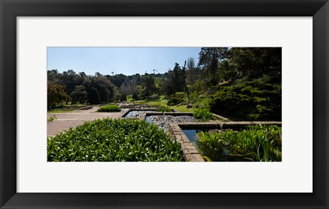 Framed Trees and aquatic plants in the garden, Mossen Cinto Verdaguer Gardens, Barcelona, Catalonia, Spain Print