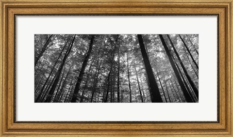 Framed Low angle view of beech trees in Black and White, Germany Print