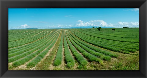 Framed Lavender field just days prior to flowers emerging, Plateau de Valensole, Provence-Alpes-Cote d&#39;Azur, France Print