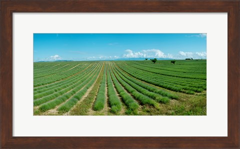 Framed Lavender field just days prior to flowers emerging, Plateau de Valensole, Provence-Alpes-Cote d&#39;Azur, France Print