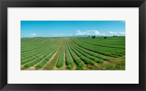 Framed Lavender field just days prior to flowers emerging, Plateau de Valensole, Provence-Alpes-Cote d&#39;Azur, France Print