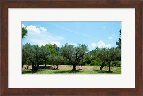 Framed Olive trees in front of the ancient Monastere Saint-Paul-De-Mausole, St.-Remy-De-Provence, Provence-Alpes-Cote d&#39;Azur, France Print