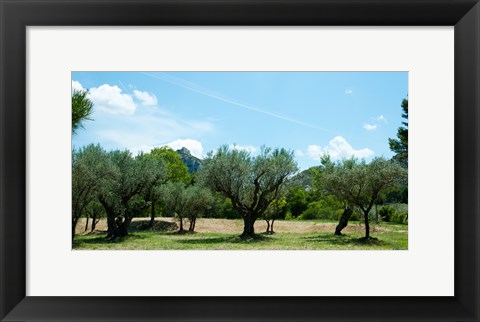 Framed Olive trees in front of the ancient Monastere Saint-Paul-De-Mausole, St.-Remy-De-Provence, Provence-Alpes-Cote d&#39;Azur, France Print