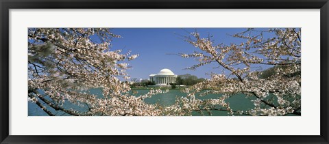 Framed Cherry blossom with memorial in the background, Jefferson Memorial, Tidal Basin, Washington DC, USA Print