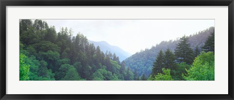 Framed Trees with a mountain range in the background, Great Smoky Mountains National Park, Tennessee, USA Print