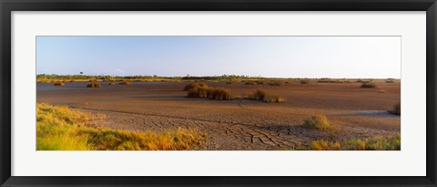 Framed Grass on a dry land, Black Point Wildlife Drive, Merritt Island National Wildlife Refuge, Titusville, Florida, USA Print