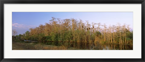 Framed Reflection of trees in water, Turner River Road, Big Cypress National Preserve, Florida, USA Print