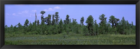 Framed Trees in a field, Suwannee Canal Recreation Area, Okefenokee National Wildlife Refug, Georgia, USA Print