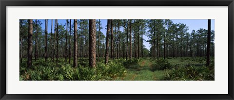 Framed Okefenokee National Wildlife Refuge, Georgia Print