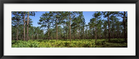 Framed Pine trees in a forest, Suwannee Canal Recreation Area, Okefenokee National Wildlife Refuge, Georgia Print