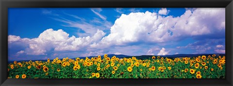 Framed Fields of sunflowers Rudesheim vicinity Germany Print