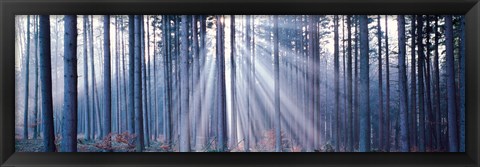 Framed Forest w/ sunrays Landsberg Vicinity Germany Print